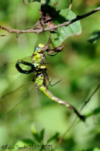 Scheda: Aeshna cyanea